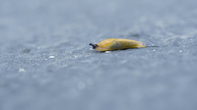 Baby Spanish slug blinking as it crawls along on the pavement in slow motion
