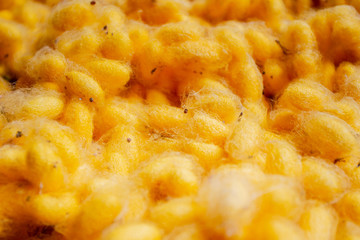 silk worms yellow from farm