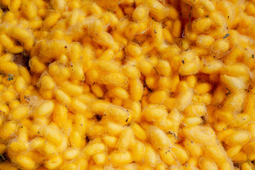 silk worms yellow from farm