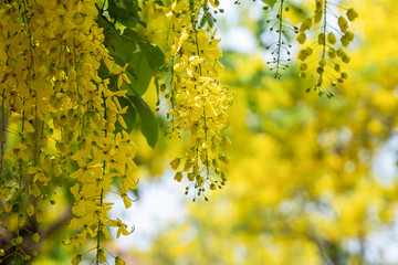 Golden shower trees (Cassia fistula) blooming in rural Thailand..