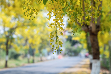Fototapeta premium Golden shower trees (Cassia fistula) blooming in rural Thailand..