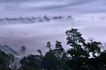 Sunrise mist mountain Phu Lanka Forest Park, Pong District, Phayao Province; Thailand