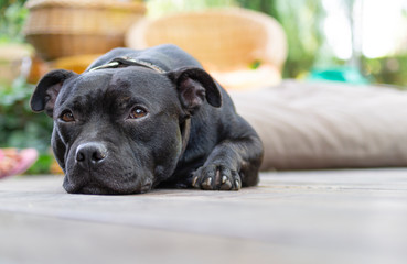 Waiting for daddy to get home.