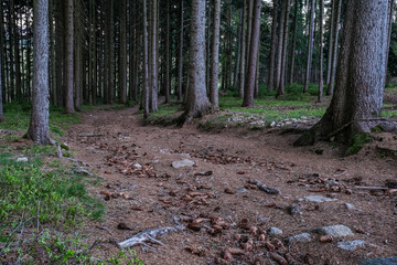 path in the forest