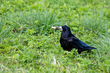 Beautiful rook bird with a slice of bread in its beak.