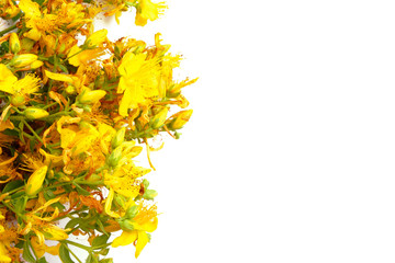 Yellow St. John's wort flowers isolated on white background with copy space