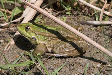 frosch