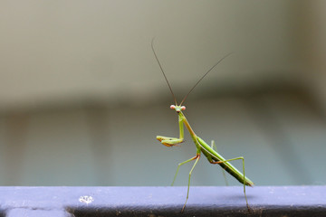 close up of a bright green introduced species of praying mantis insect climbing on the metal railing in a garden in Australia hunting for prey