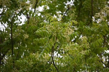 Medicinal ayurvedic azadirachta indica or Neem leaves and flowers. Very powerful Indian medicinal tree.