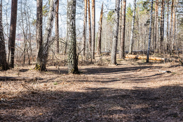 Fototapeta na wymiar road in the coniferous forest in early spring