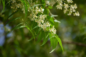 Medicinal ayurvedic azadirachta indica or Neem leaves and flowers. Very powerful Indian medicinal tree.