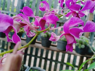 pink orchid in a garden