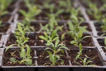 young green seedlings for planting