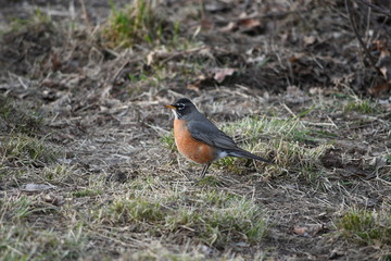 robin on the grass
