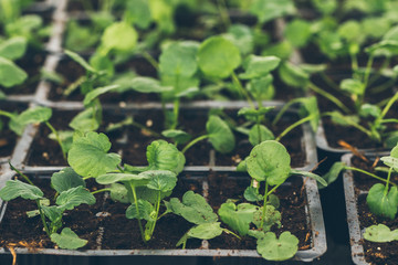 young green seedlings for planting