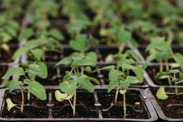 young green seedlings for planting