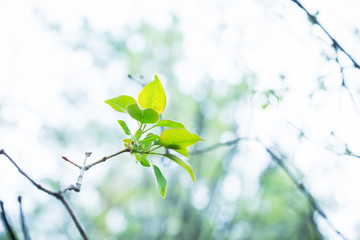 New leaves of lilac in the garden. Shallow depth of field.