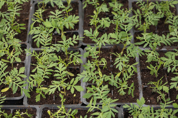 young green seedlings for planting