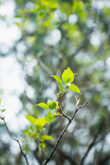 New leaves of lilac in the garden. Shallow depth of field.