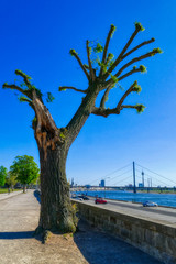 Rheinpark und Skyline von Düsseldorf