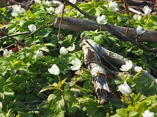 Snowdrop. Wildlife Flower. Spring, the first forest flowers.