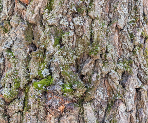 Fototapeta premium birch bark close up background texture