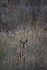 deer in the woods