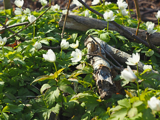 Snowdrop. Wildlife Flower. Spring, the first forest flowers.