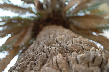 Drzewo Palma
