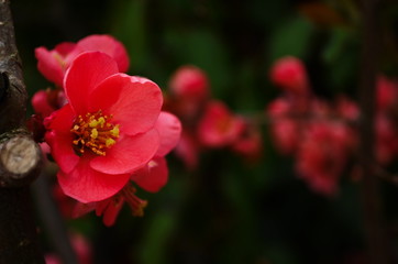 Red flowers of henomeles,spring background close up