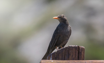 Primer plano de un zorzal chiguanco (Turdus chiguanco) parado sobre un poste, ubicado a la derecha de la imagen, con la cabeza girada y mirando hacia la izquierda, con fondo totalmente desenfocado.
