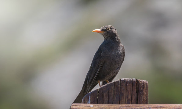 Primer plano de un zorzal chiguanco (Turdus chiguanco) parado sobre un poste, ubicado a la derecha de la imagen, con la cabeza girada y mirando hacia la izquierda, con fondo totalmente desenfocado.