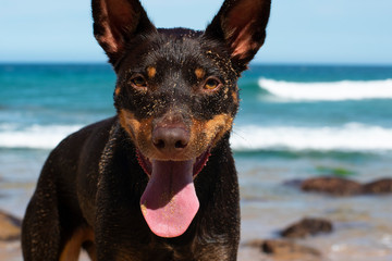Cute Dog on Beach