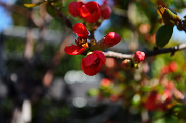 Red flowers of henomeles,spring background close up