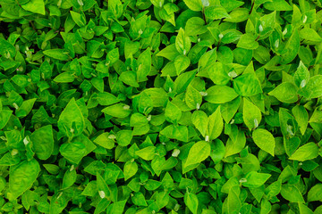 Fototapeta na wymiar Background green leaves on the bush