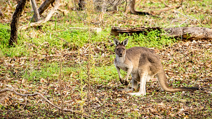 Kangaroo in the Australian bush