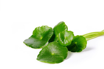 Group of Gotu kola leaves with water drops isolated on white background.