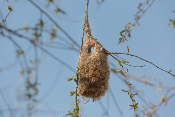 Bird's nest hanging on willow branches