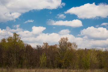 Spring forest on a background of blue sky with white clouds