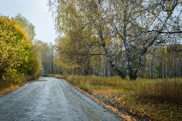 Fototapeta premium Road through beautiful rainy forest. Autumn landscape.