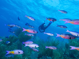 Naklejka na ściany i meble underwater Cuba, scubadiver and shoal of bright fish