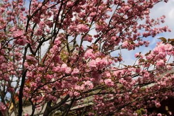 Asakusa Kannon Temple