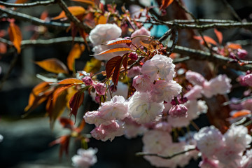 廻栖野の八重桜