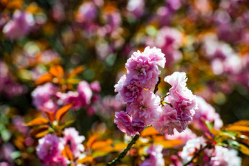 廻栖野の八重桜