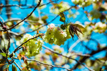 廻栖野の八重桜