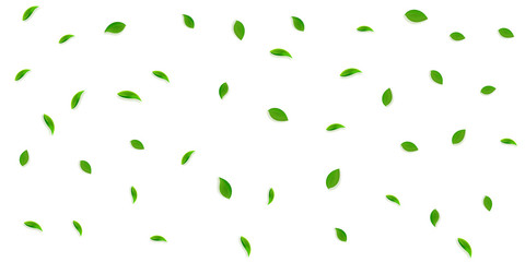 Falling green leaves. Fresh tea random leaves flyi