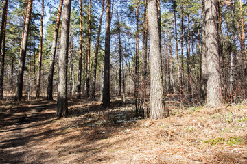 Obraz premium Snowdrops grow in a mixed forest. early spring