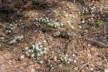 Snowdrops grow in a mixed forest. early spring