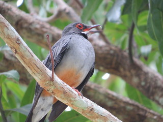 Cubar-foot choke Cuba