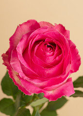 Blooming pink rose flower